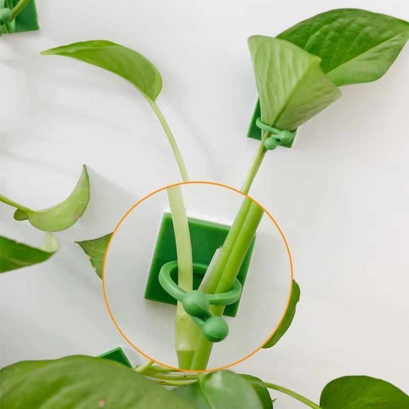 Self‑Adhesive Plant Climbing W - Vine Climbing Plastic ulasan dan harga