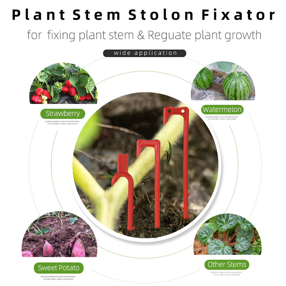 20-50PCS Strawberry Planting F - Vine Climbing Plastic ulasan dan harga